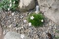 Garden Flowers Gypsophila bungeana white Photo