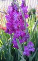 Garden Flowers Gladiolus lilac Photo