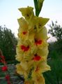 Gartenblumen Gladiole, Gladiolus gelb Foto