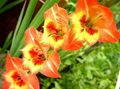 Garden Flowers Gladiolus orange Photo