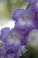 Flores do Jardim Gladíolo, Gladiolus luz azul foto