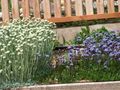 les fleurs du jardin Globe Daisy, Globularia bleu ciel Photo