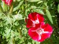 Gartenblumen Atlasflower, Abschied Zu Frühling, Godetia rot Foto