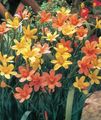 orange Flower Cape Tulip Photo and characteristics