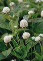 Gartenblumen Kugelamarant, Gomphrena globosa weiß Foto
