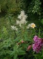 Giant Fleeceflower, White Fleece Flower, White Dragon, Polygonum alpinum, Persicaria polymorpha white Photo