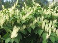 white Flower Giant Knotweed Photo and characteristics