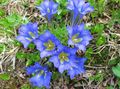 Puutarhakukat Gentian, Paju Gentian, Gentiana vaaleansininen kuva