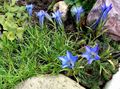 light blue Flower Chinese Gentian Photo and characteristics