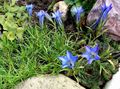 Chinese Gentian