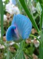 Gartenblumen Wicke, Lathyrus odoratus hellblau Foto