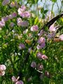 Gartenblumen Wicke, Lathyrus odoratus rosa Foto