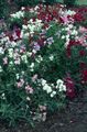 Gartenblumen Wicke, Lathyrus odoratus weiß Foto