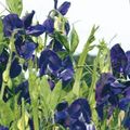 Gartenblumen Wicke, Lathyrus odoratus blau Foto
