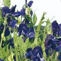 Vrtne Cvjetovi Španska Grahorica, Lathyrus odoratus plava Foto