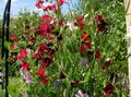 Garden Flowers Sweet Pea, Lathyrus odoratus burgundy Photo