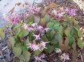 lilas Fleur Epimedium Longspur, Barrenwort Photo et les caractéristiques