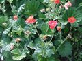 red Flower Avens, Geum Photo and characteristics