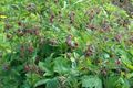Water Avens, Bog Avens, Cure All