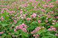 pink Flower Buckwheat Photo and characteristics