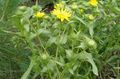 Garden Flowers Curly Cup Gumweed, Grindelia squarrosa yellow Photo