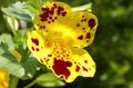  Monkey Flower, Mimulus yellow Photo