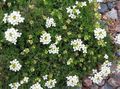 Gartenblumen Gämsen Kresse, Hutchinsia alpina weiß Foto