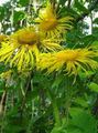 Garden Flowers Showy Elecampagne, Elecampane Magnificent, Inula magnifica yellow Photo