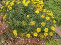 Garden Flowers Swordleaf Inula, Slender-leaved Elecampagne, Elecampane, Narrow-leaved Inula, Inula ensifolia yellow Photo