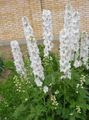 white Flower Delphinium Photo and characteristics