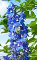 Zahradní květiny Delphinium modrý fotografie