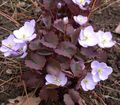 Garden Flowers Twinleaf, Jeffersonia dubia lilac Photo