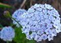 Blaue Spitze Blume, Rottnest Island Daisy, Didiscus hellblau Foto