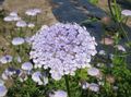 Blaue Spitze Blume, Rottnest Island Daisy, Didiscus flieder Foto