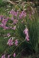 flieder Blume Engels Angelrute, Feenhaften Stab, Wandflower Foto und Merkmale
