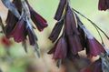 Садовые Цветы Диерама, Dierama бордовый Фото