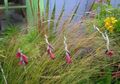  Angel's fishing rod, Fairy Wand, Wandflower, Dierama red Photo