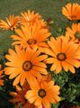 Garden Flowers Cape Marigold, African Daisy, Dimorphotheca orange Photo