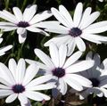 white Flower Cape Marigold, African Daisy Photo and characteristics