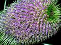 lilac Flower Teasel Photo and characteristics