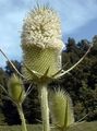 white Flower Teasel Photo and characteristics