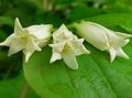beyaz çiçek Peri Çanları fotoğraf ve özellikleri