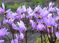 lilac Flower Shooting star, American Cowslip, Indian Chief, Rooster Heads, Pink Flamingo Plant Photo and characteristics