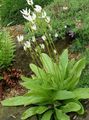Garden Flowers Shooting star, American Cowslip, Indian Chief, Rooster Heads, Pink Flamingo Plant, Dodecatheon white Photo