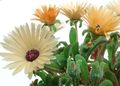 Садовые Цветы Доротеантус  (Мезембриантемум маргаритоцветковый), Dorotheanthus (Mesembryanthemum) оранжевый Фото