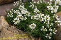 white Flower Draba Photo and characteristics