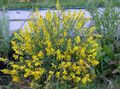 yellow Flower Spanish gorse, Spanish Broom Photo and characteristics