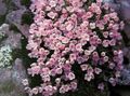 Garden Flowers Douglasia, Rocky Mountain Dwarf-Primrose, Vitaliana pink Photo