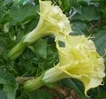 yellow Flower Angel's trumpet, Devil's Trumpet, Horn of Plenty, Downy Thorn Apple Photo and characteristics