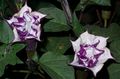 Garden Flowers Angel's trumpet, Devil's Trumpet, Horn of Plenty, Downy Thorn Apple, Datura metel lilac Photo